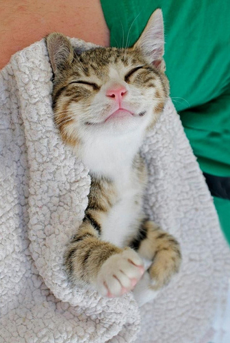 cat in blanket smiling