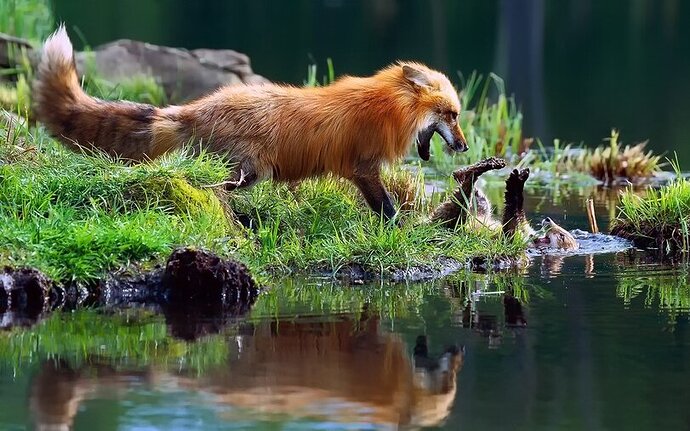 fox-fandoms-animals-7054774