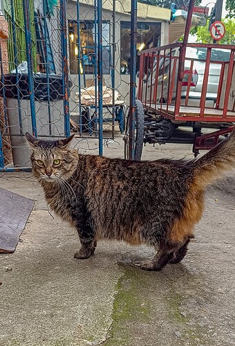 gatito