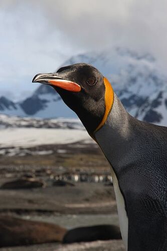 _IMAGE III - Tom Hart - Penguin Watch