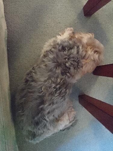 snore
