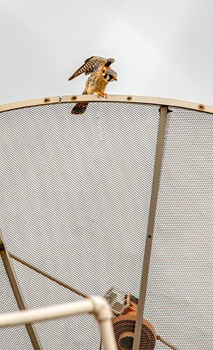 kestrel