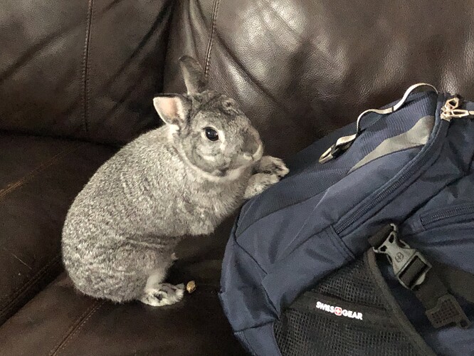 Take your bun to work day