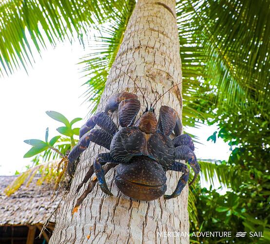 tree crab