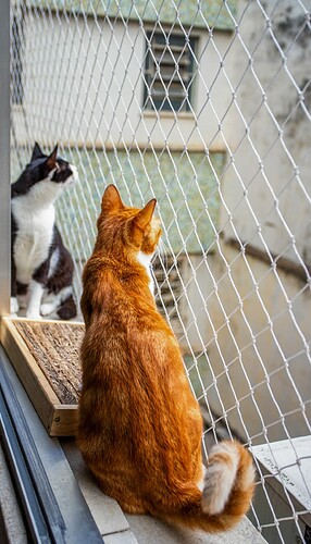 gatos