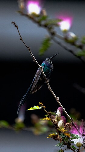 IMG_0067-2