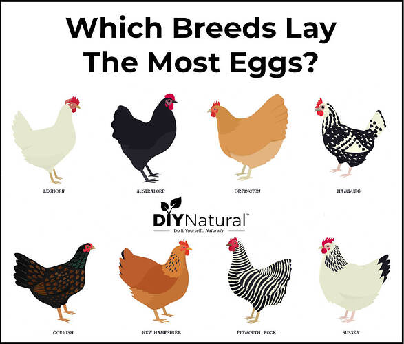 Best-Egg-Laying-Chickens-Breeds