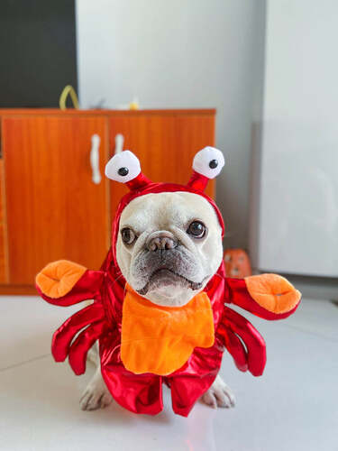 crabdogcostumehalloweenforsmallmediumdogsbyFrenchiely_43_1200x1200-341238623