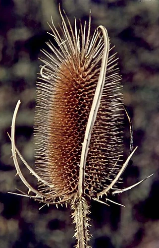 Teasel