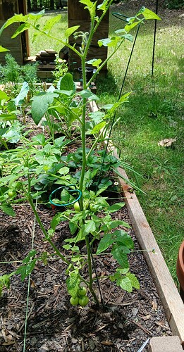 tomato-2
