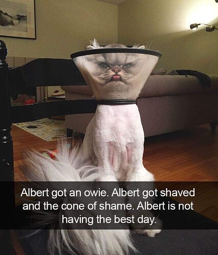 Poor Albert