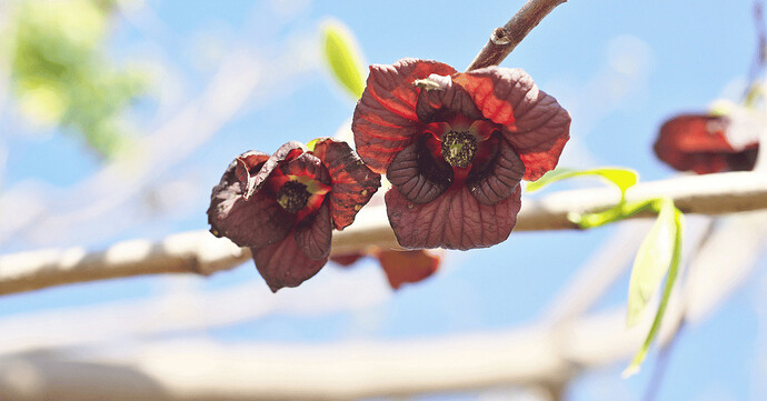 Pawpaw-flowers-1200x628