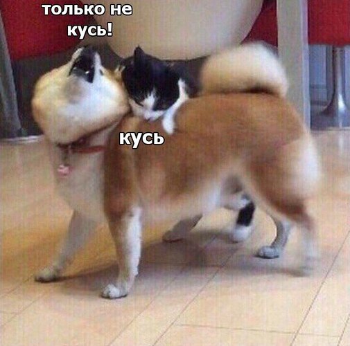 Just don't bite - Bite