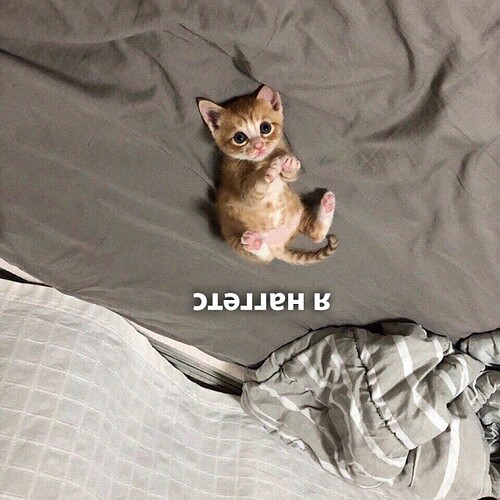 я нaггeтc - USD