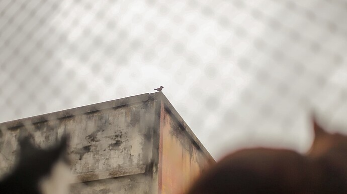gibao00_edited