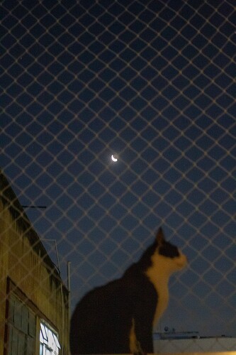 moonie3