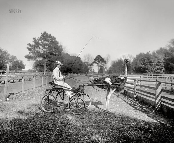 SHORPY-4a17056a.preview