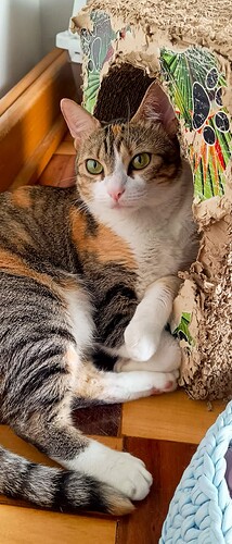 A_gata