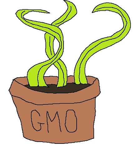 GMO