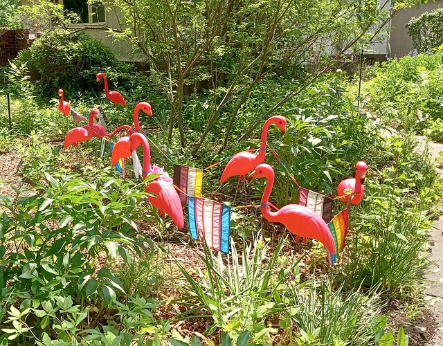 Pride flamingos2.IMG_20250604_133434332_HDR