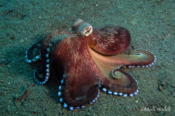 coconut-octopus-mark-wadell-1600x1065