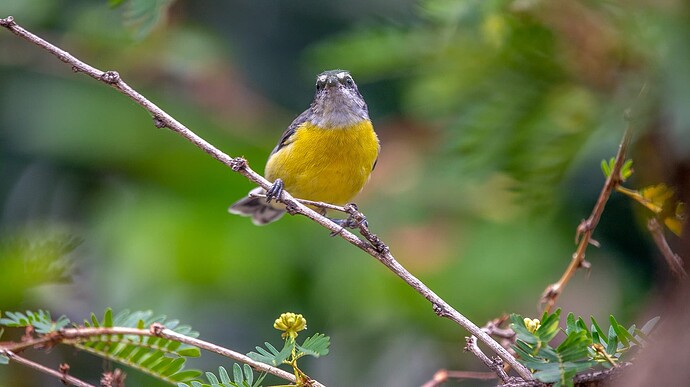 bananaquit