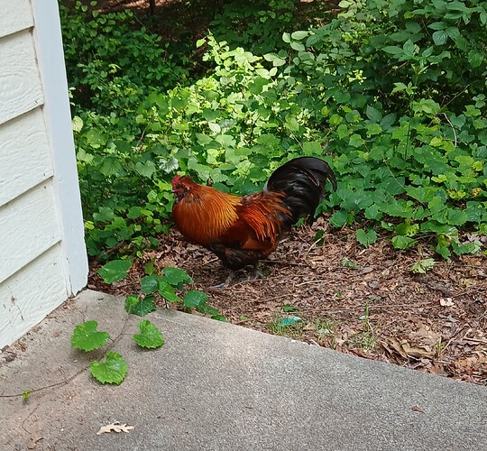 rooster-2