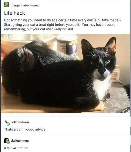 Cat.Life.Hack