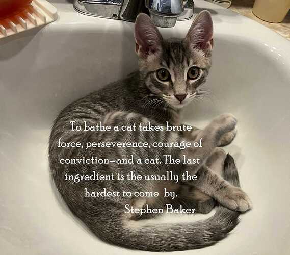 to_bathe_a_cat