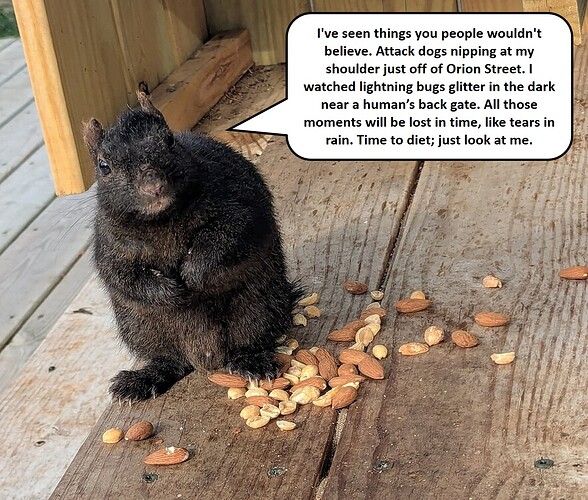 battyhecepsquirrel