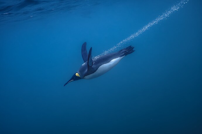 Cold-Water_Jill_Crosby_Where-Penguins-Fly