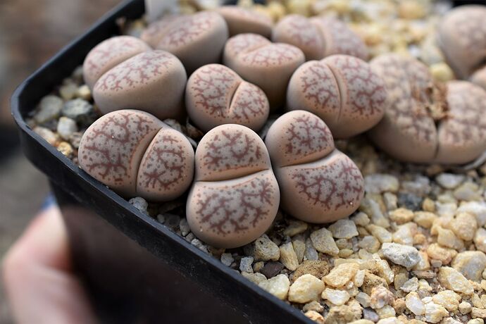 lithops