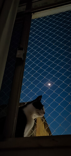 gato_lua_marte_regulus_02