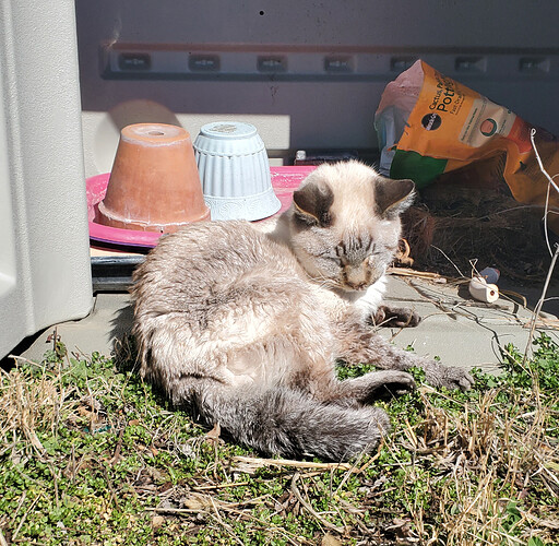 mr stud in the sunshine