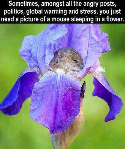 Mouse Iris