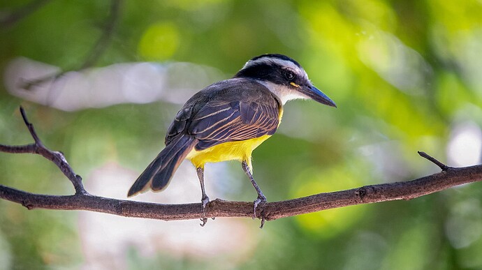 kiskadee