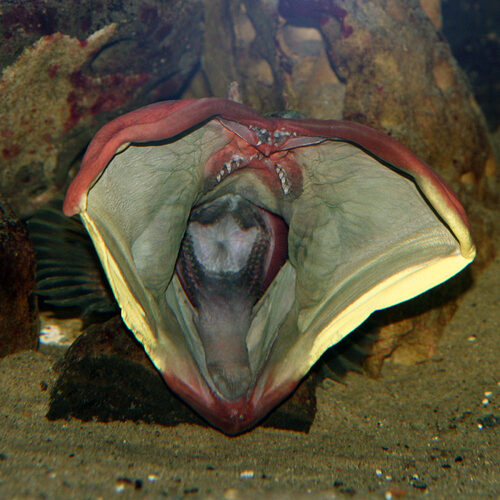sarcastic fringehead-1000x1000