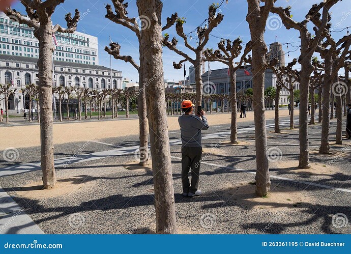 english-sycamore-trees-pruned-back-san-francisco-civic-center-plaza-san-francisco-civic-center-english-sycamore-trees-pruned-back-263361195-1284837455