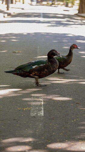 middle_of_the_road
