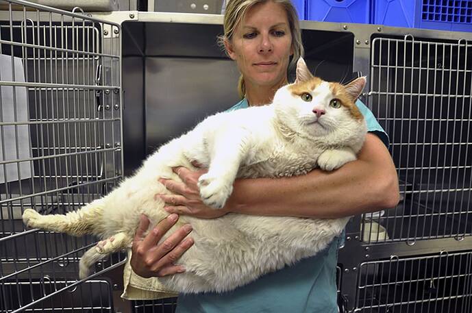 200214-fat-cat-santa-fe-animal-shelter-2012-ac-531p