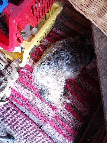 dogbum