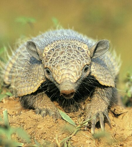 Hairy armadillo