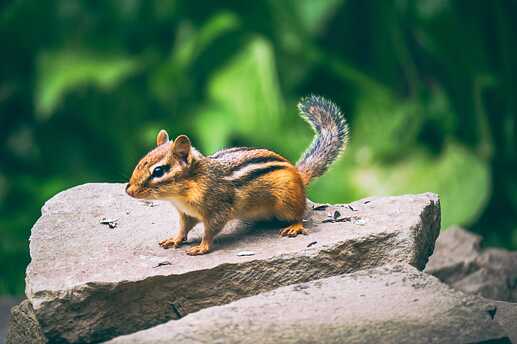 Chipmunk7_Dana-Montague_DSC_3905