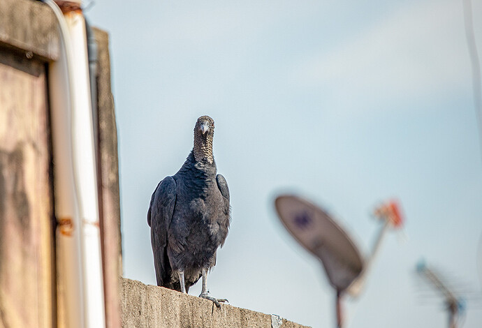 buzz_buzzard