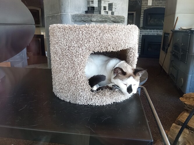 store cat.IMG_20250726_082955966