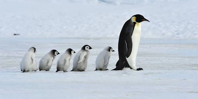 shutterstock_penguin_and_young