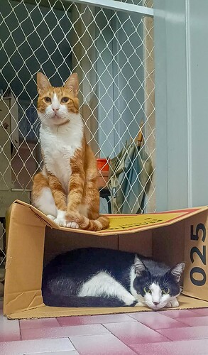 egg_cats