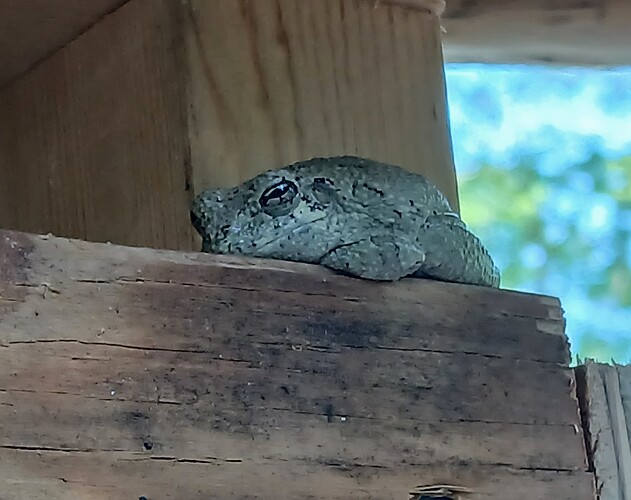 frog-1