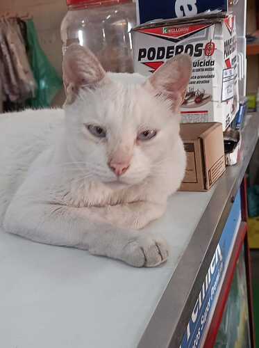 gato