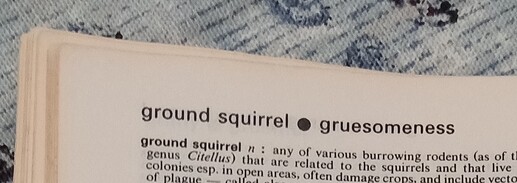 ground squirrel gruesomeness.cropped.IMG_20241228_170403891 copy